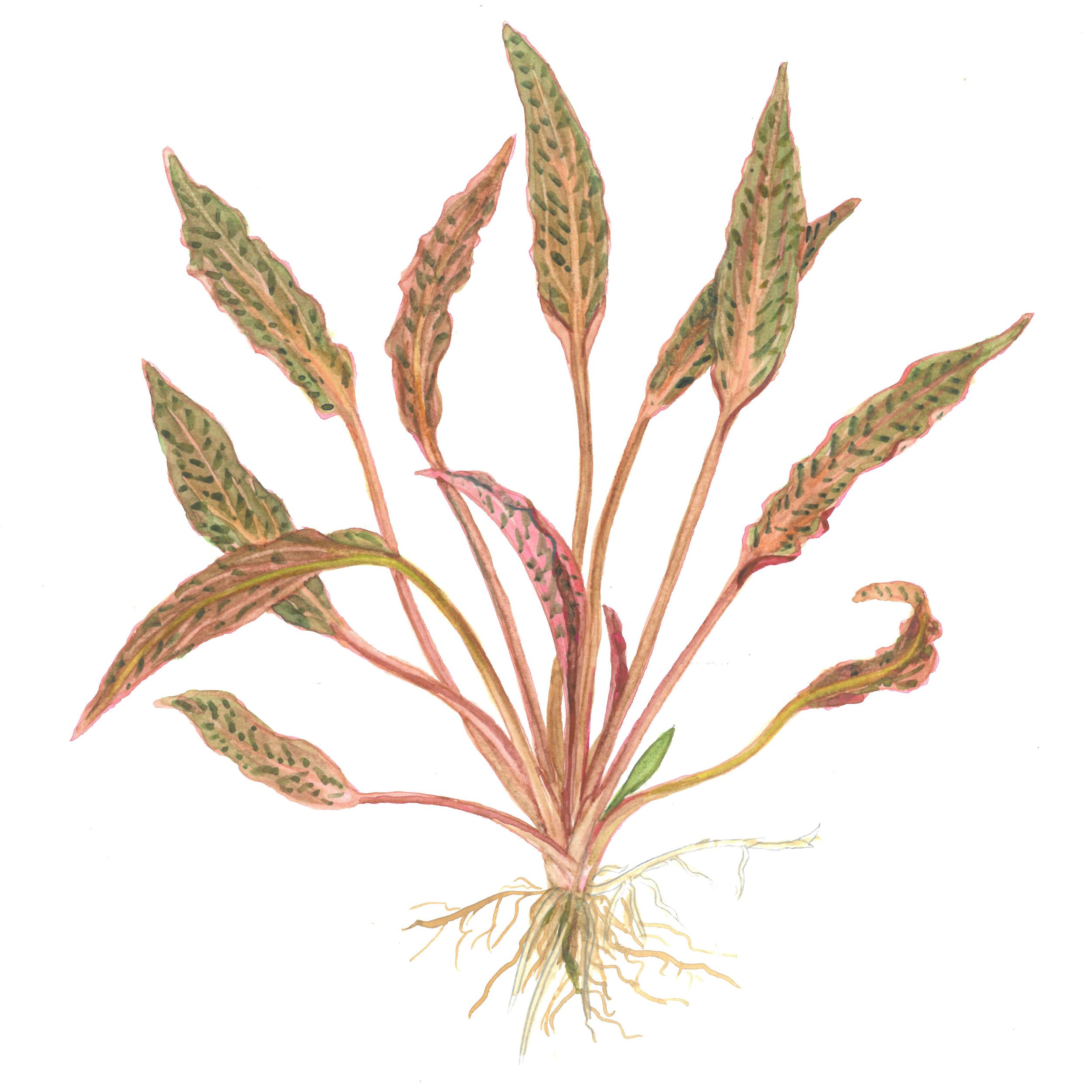 Cryptocoryne nurii (Heart-leaf Water Trumpet)